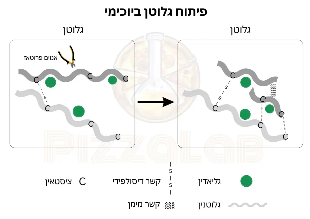 תרשים שמדגים איך מתרחש פיתוח גלוטן ביוכימי