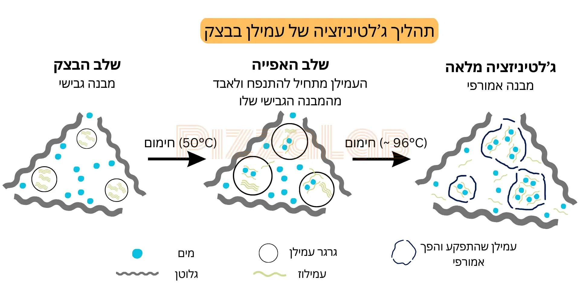 תרשים שמתאר את תהליך הג'לטיניזציה של עמילן בבצק